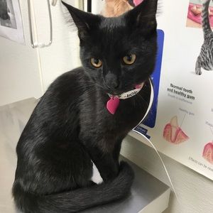 Meet your Posher, Dahira